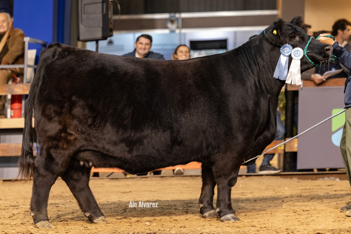 Imagen galería LUQUENSE 1468 SORPRESA T/E #4