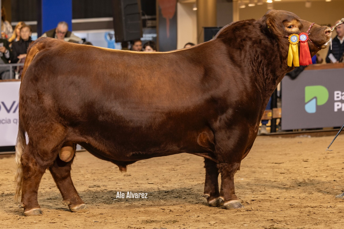 Imagen galería LUQUENSE 3229 SABANDIJA FIV #1