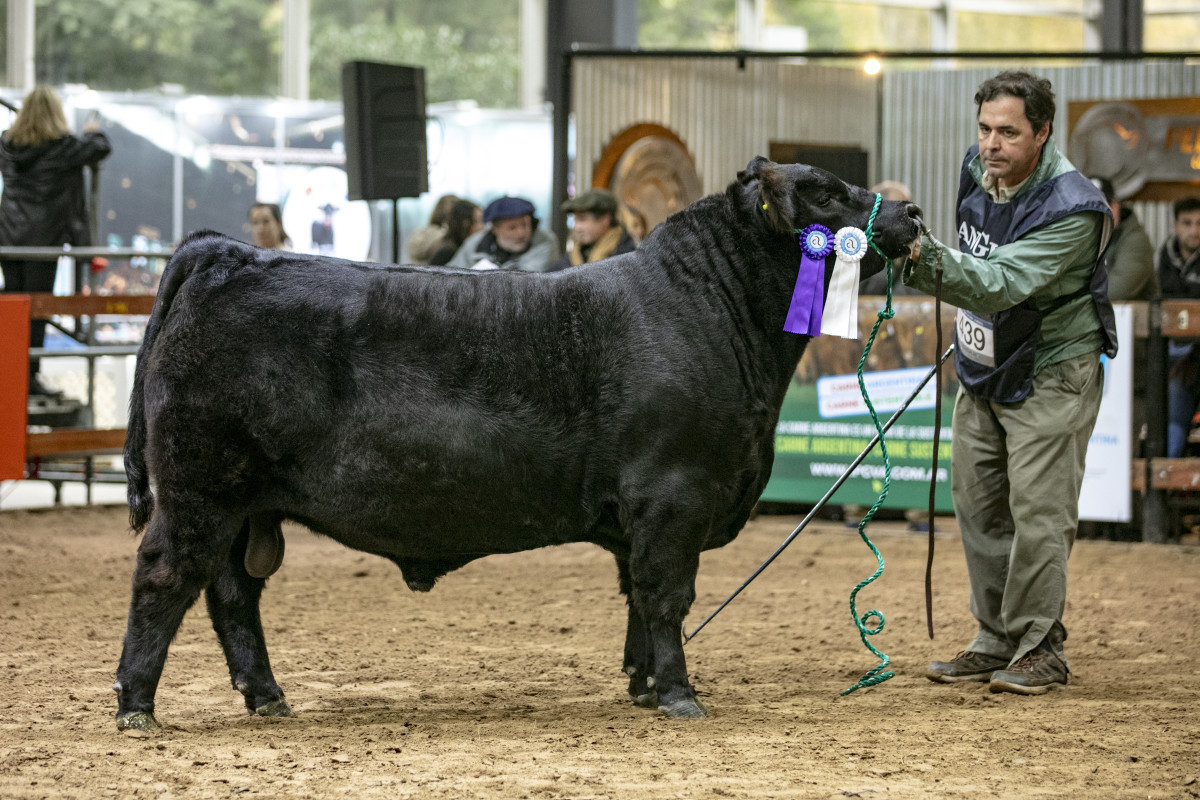 Imagen galería LUQUENSE 3425 BRAVUCÓN T/E #3