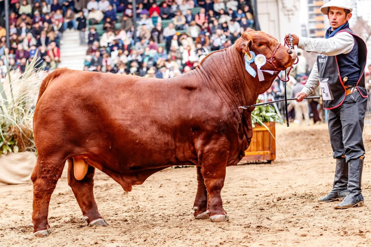 Imagen galería LUQUENSE 846 BETA FIV #2