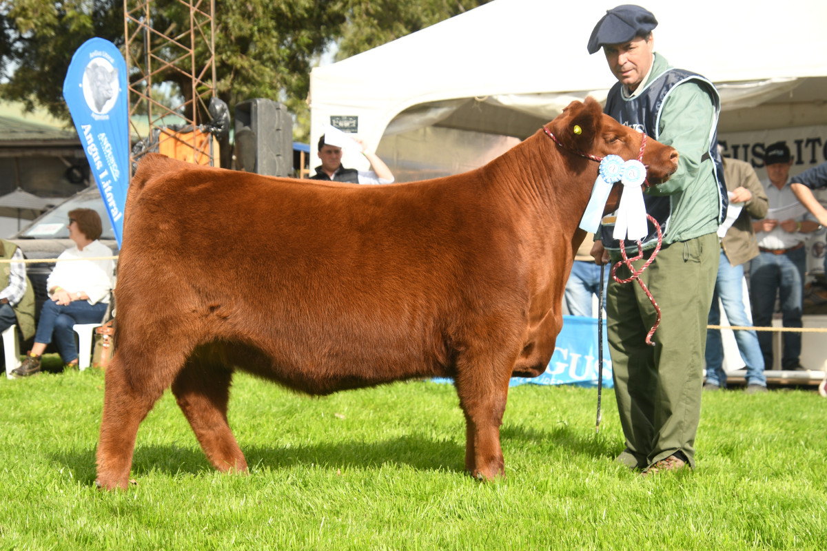 Imagen galería LUQUENSE 3470 FIGURITA T/E #1