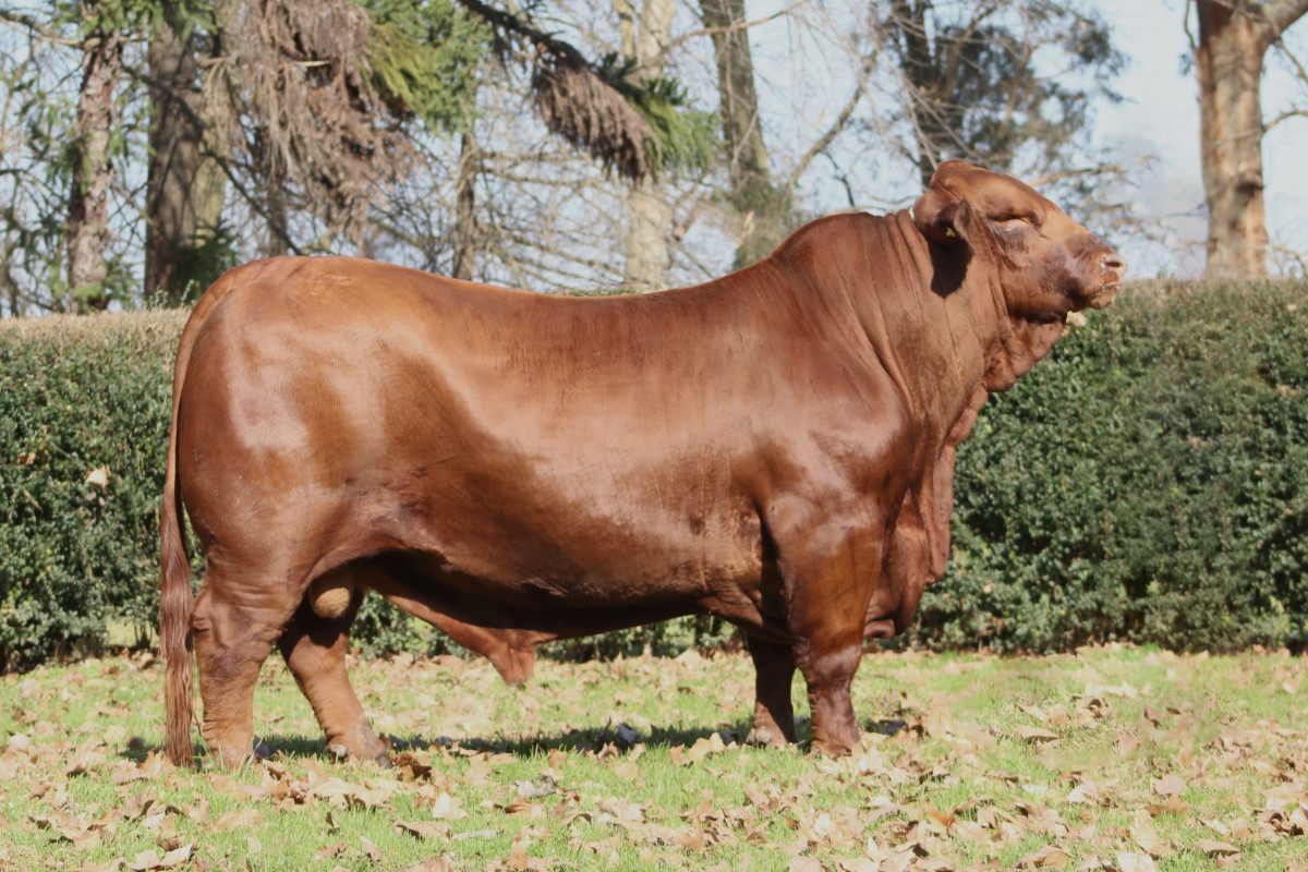 Imagen galería LUQUENSE 709 ORIENTAL T/E #2