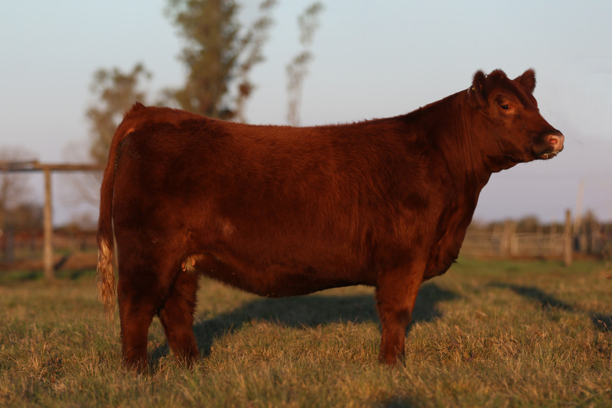 Imagen galería LUQUENSE 3470 FIGURITA T/E #3