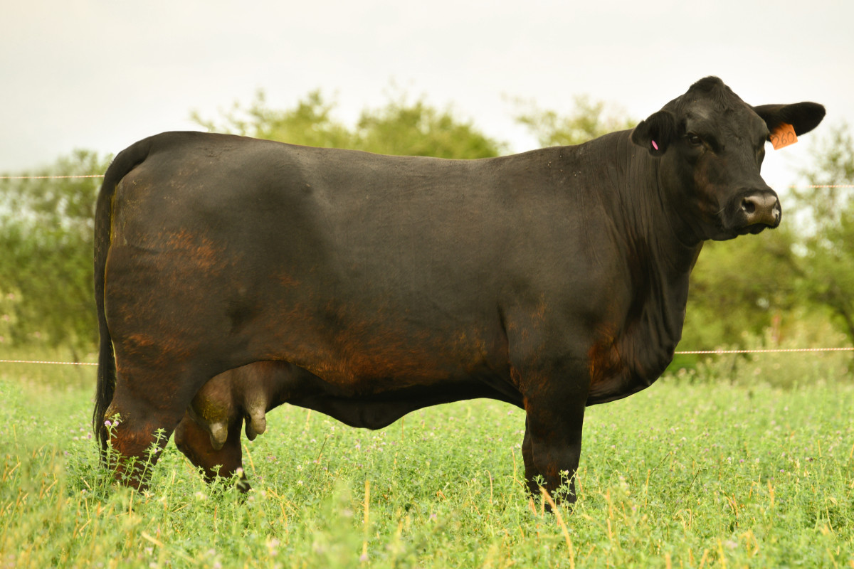 Imagen galería LUQUENSE 960 GATUBELA #3