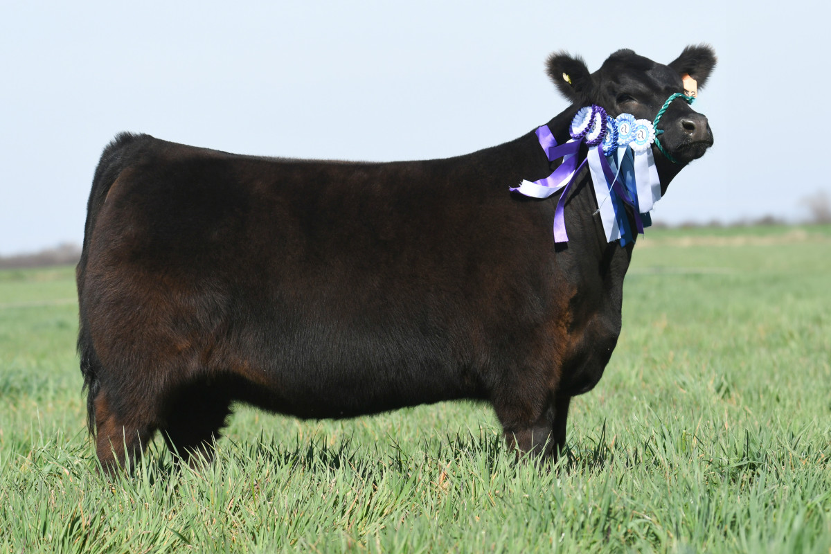 Imagen galería LUQUENSE 2222 AMALIA T/E #4