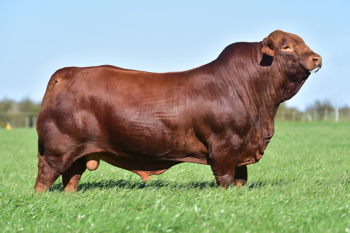 Imagen galería LUQUENSE 651 FORJADOR T/E #3