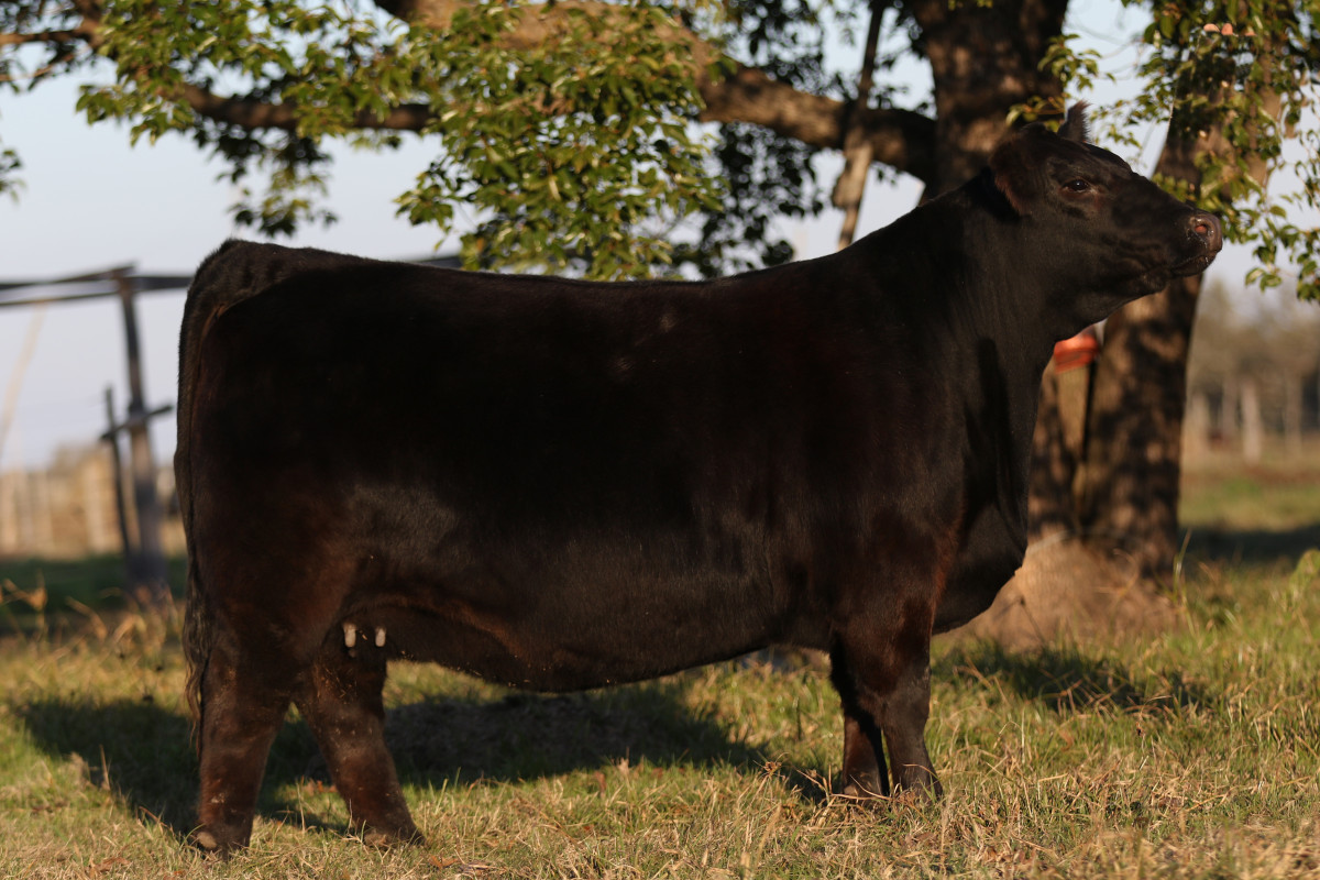 Imagen galería LUQUENSE 3532 HECHICERA T/E #2