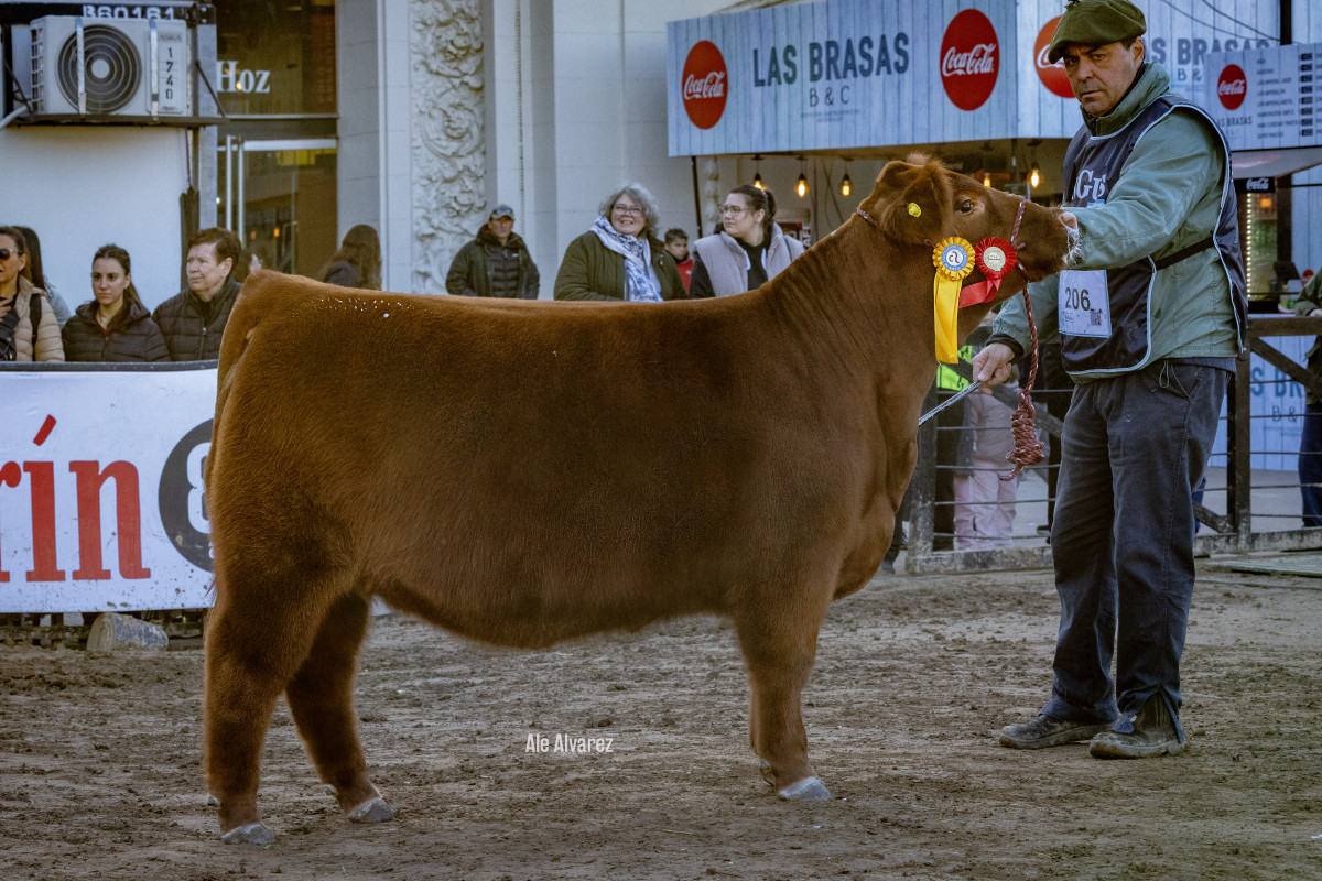 Imagen galería LUQUENSE 3562 PRINCESA 2792 #1