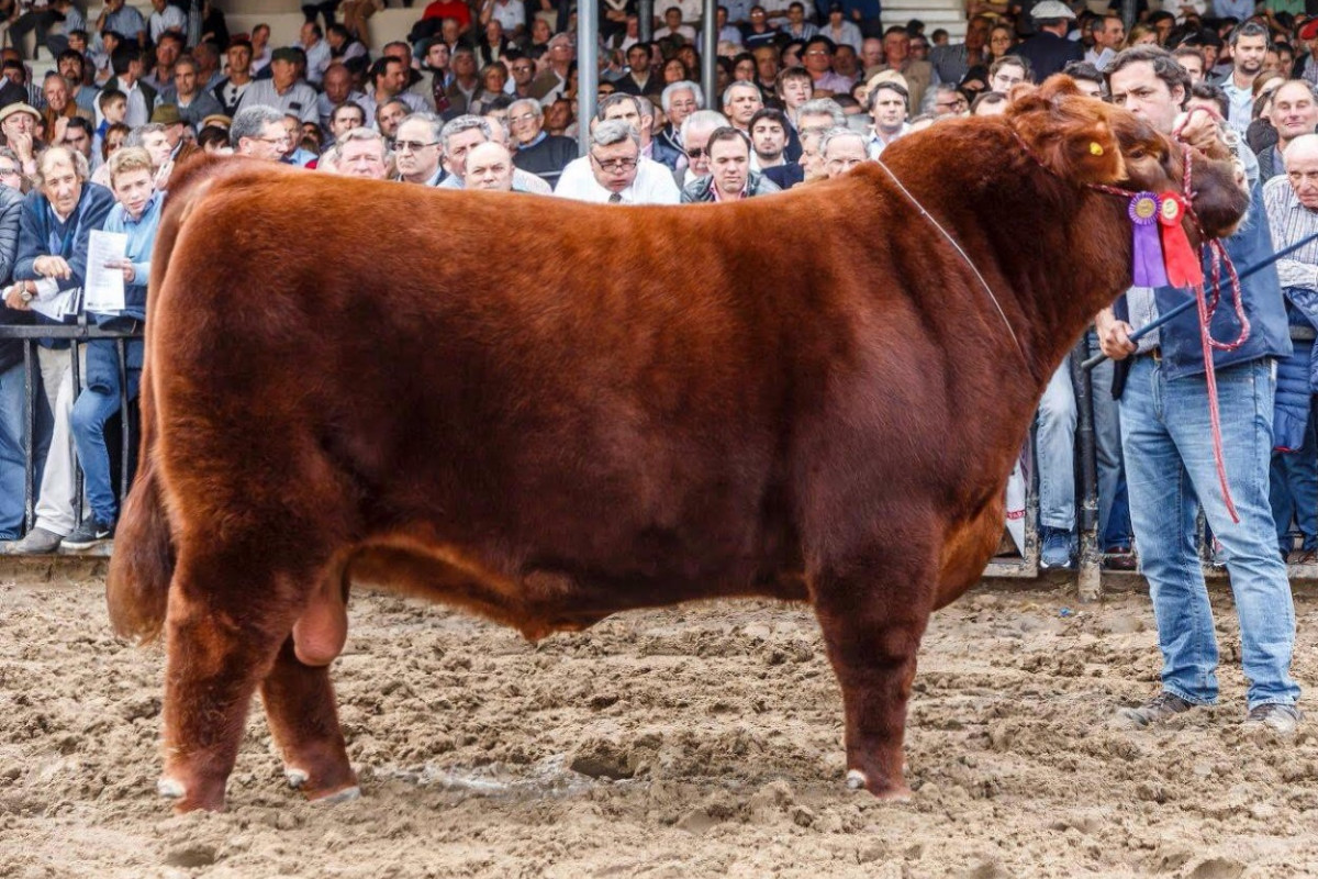 Imagen galería LUQUENSE 3470 FIGURITA T/E #2