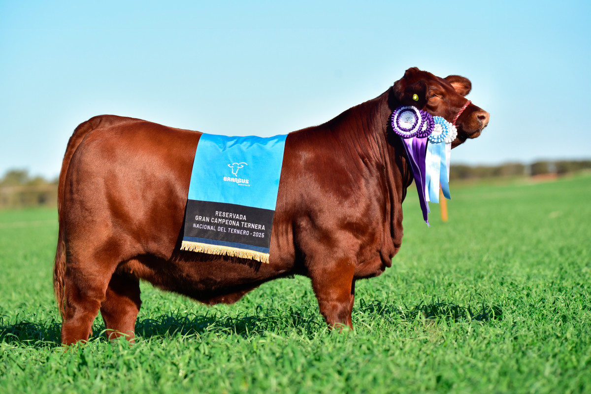 Imagen galería LUQUENSE 467 “MUNDIAL” #3