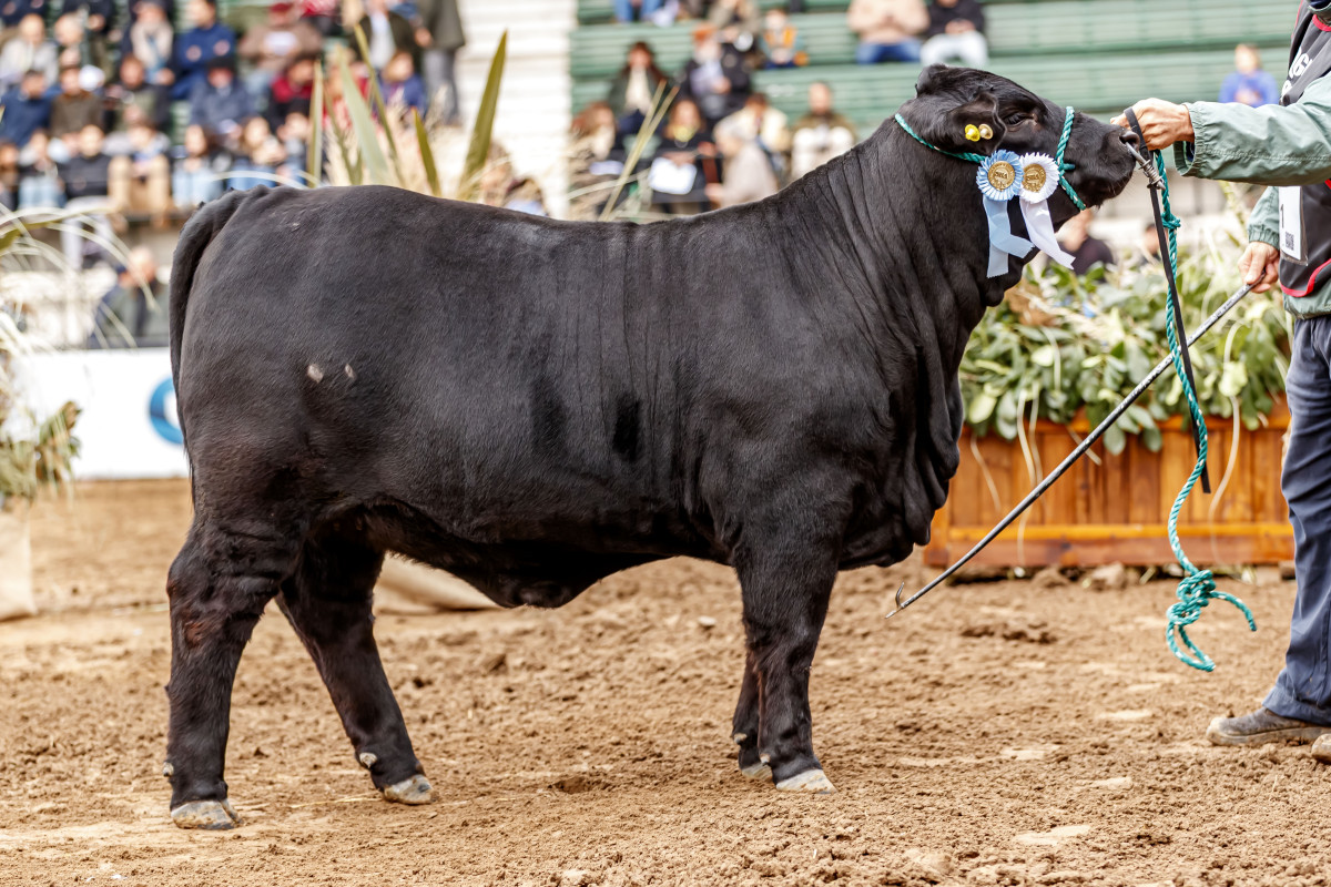 Imagen galería LUQUENSE 960 GATUBELA #1