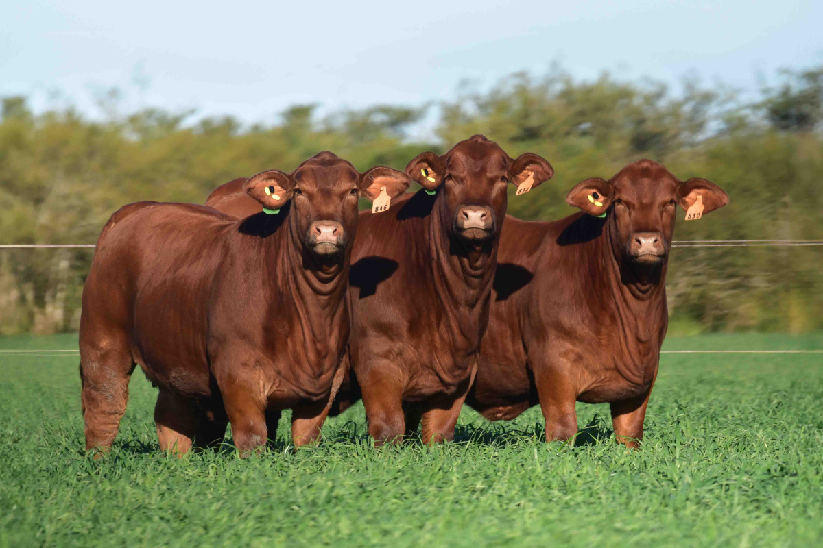 Imagen galería LUQUENSE 396 CANELA T/E #1