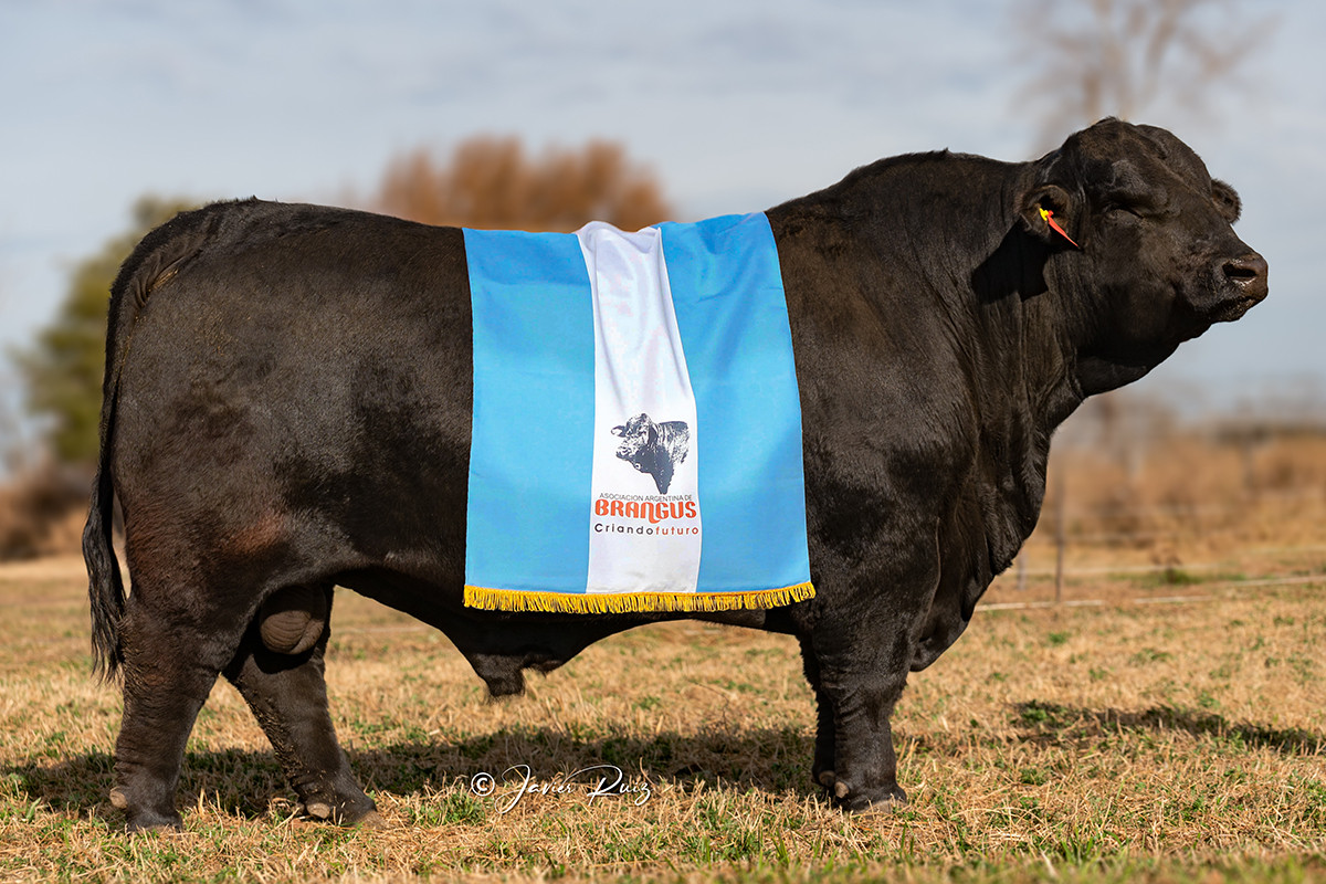 Imagen galería LUQUENSE 910 KATANA #2