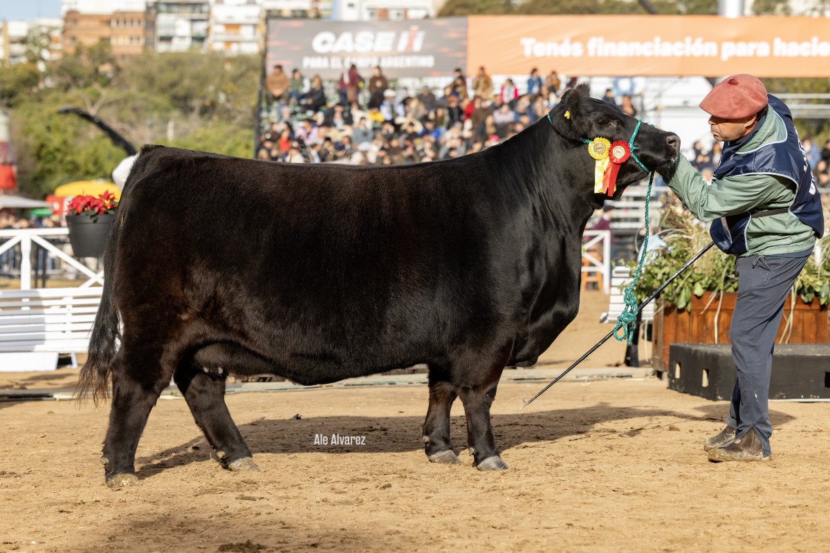 Imagen galería LUQUENSE 1468 SORPRESA T/E #6