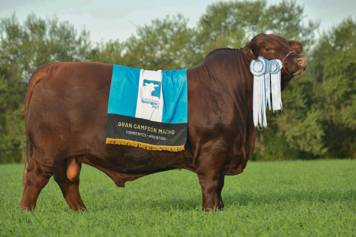 Imagen galería LUQUENSE 962 TORMENTA #3