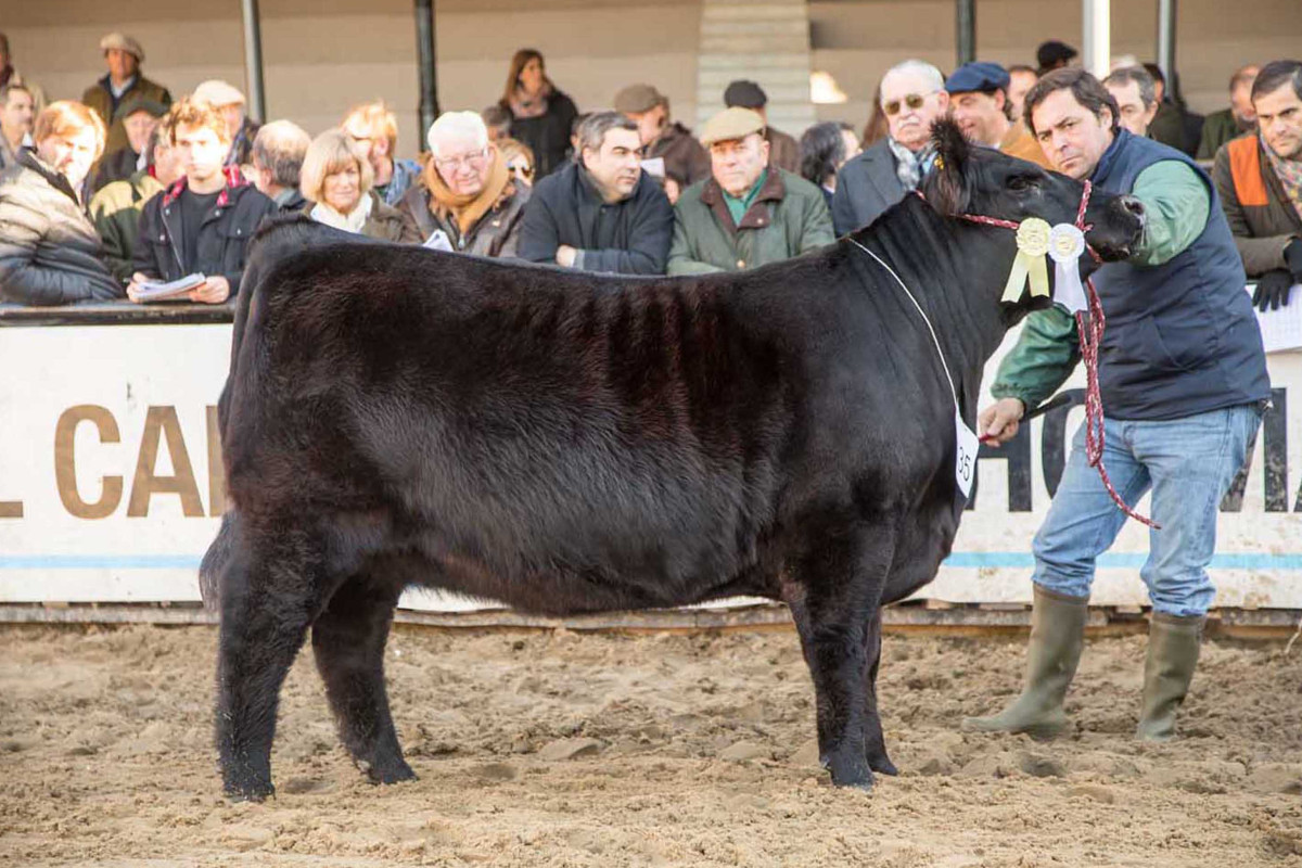 Imagen galería LUQUENSE 3425 BRAVUCÓN T/E #2