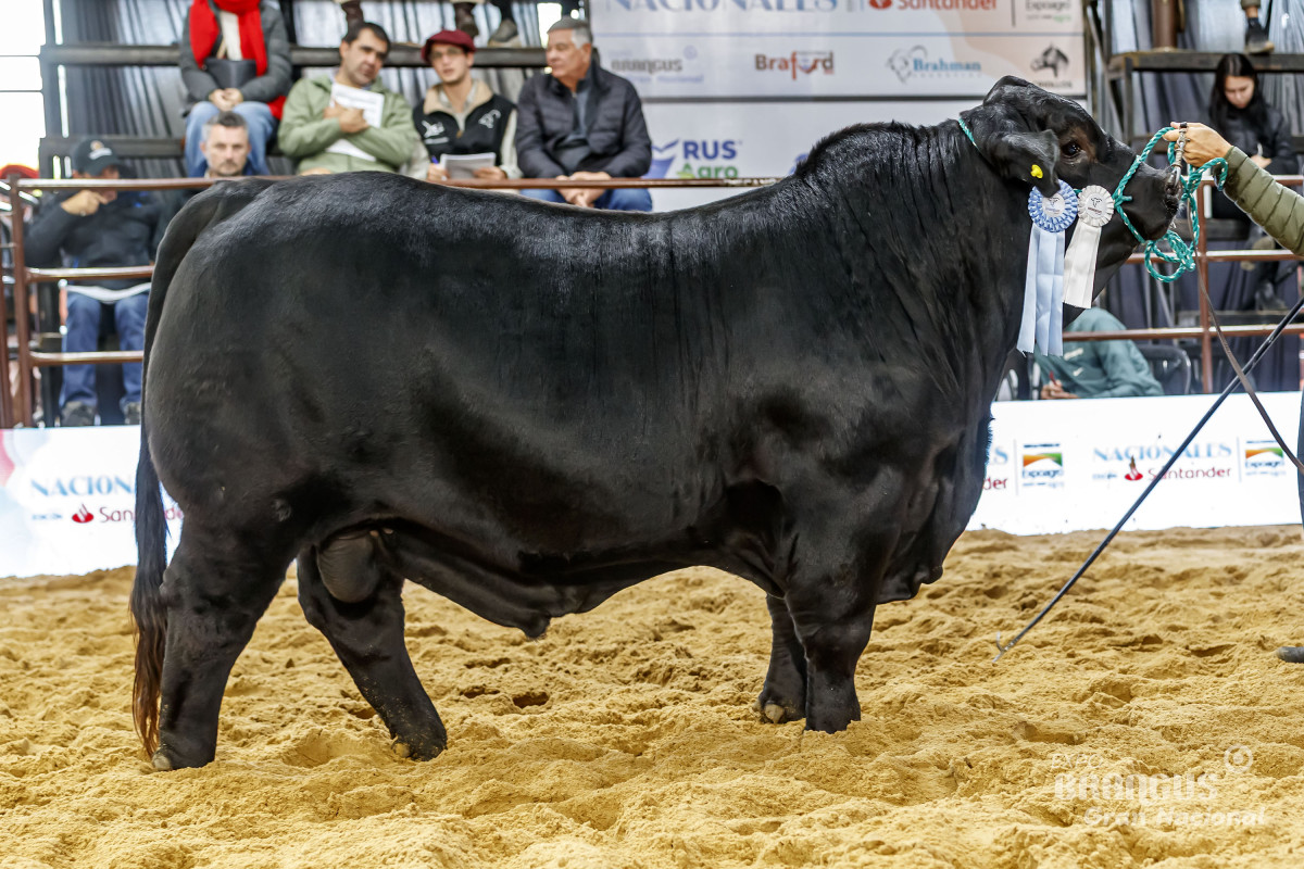 Imagen galería LUQUENSE 306 GENIA T/E #4