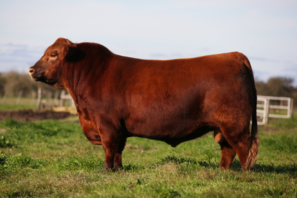 Imagen galería LUQUENSE 3562 PRINCESA 2792 #2