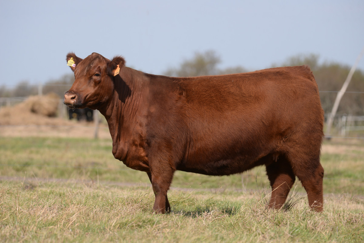 Imagen galería LUQUENSE 3427 RUFO T/E #3