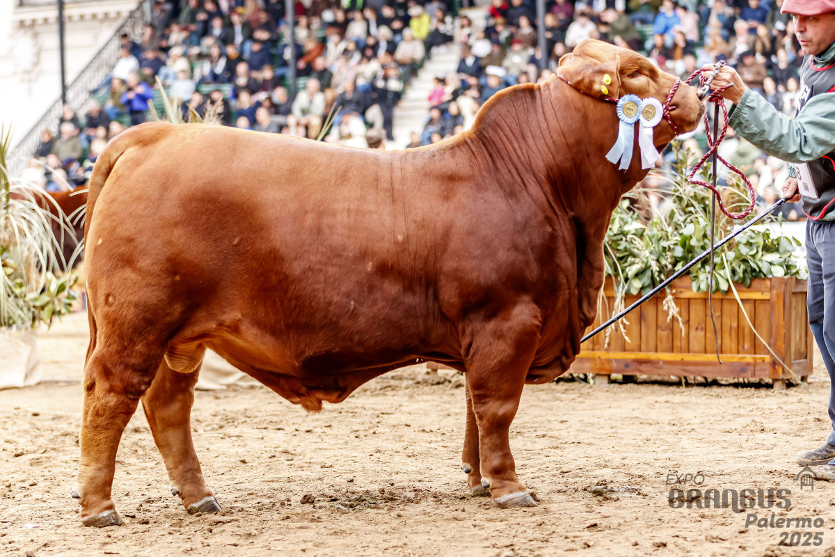 Imagen galería LUQUENSE 467 “MUNDIAL” #6