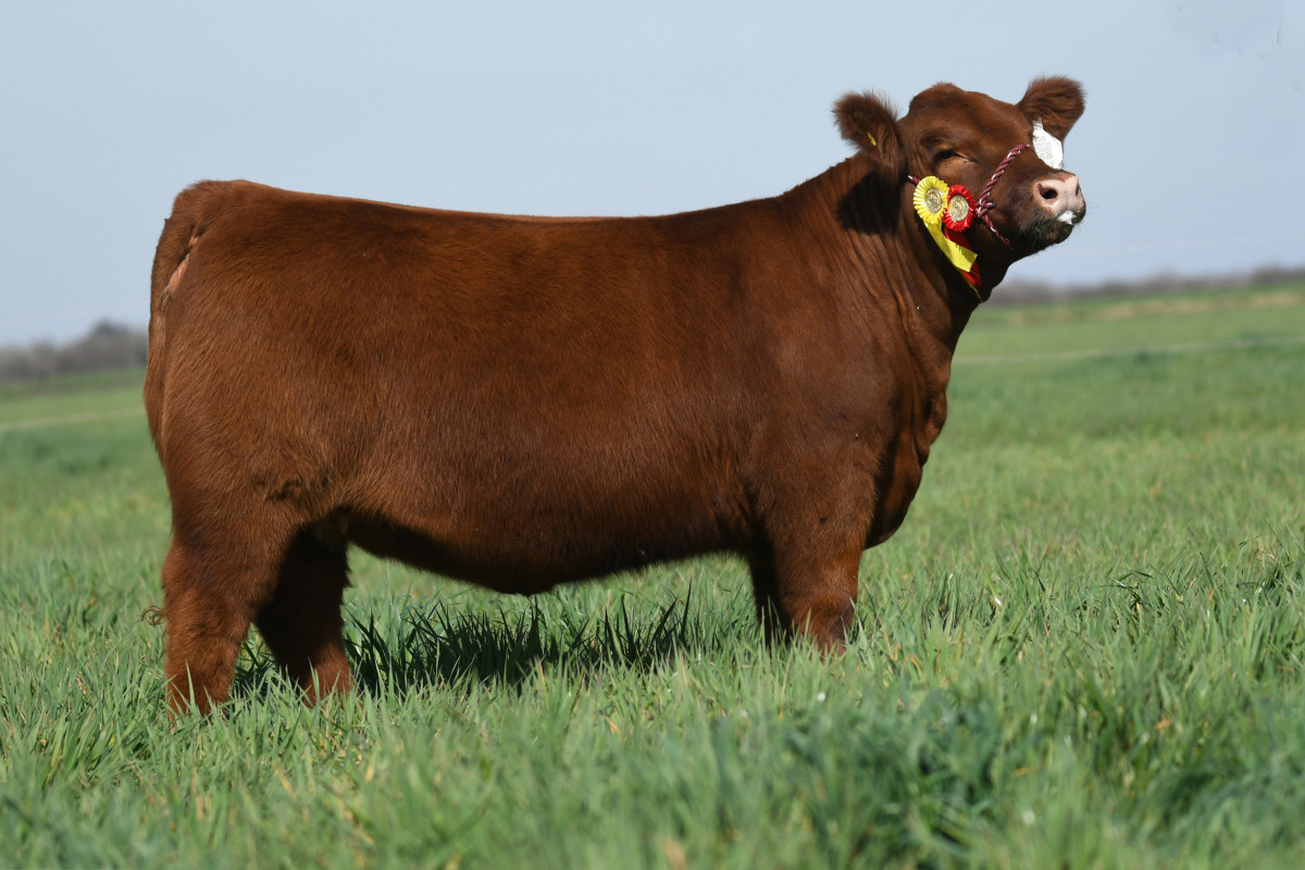 Imagen galería LUQUENSE 2792 ALTEZA T/E #3