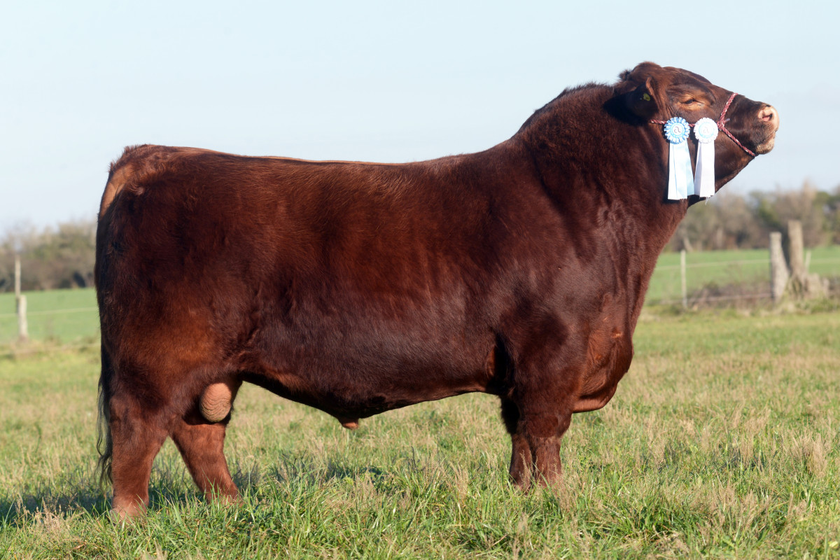 Imagen galería LUQUENSE 3229 SABANDIJA FIV #5