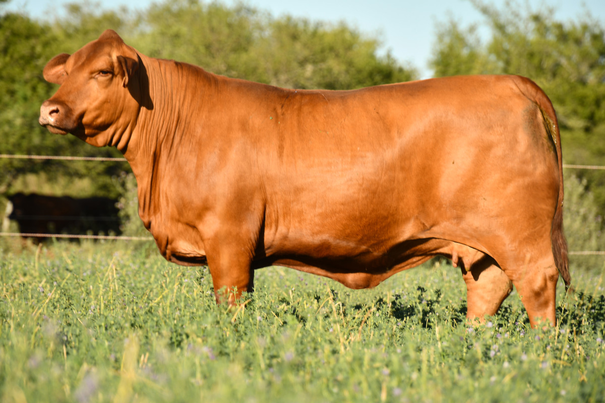 Imagen galería LUQUENSE 962 TORMENTA #4