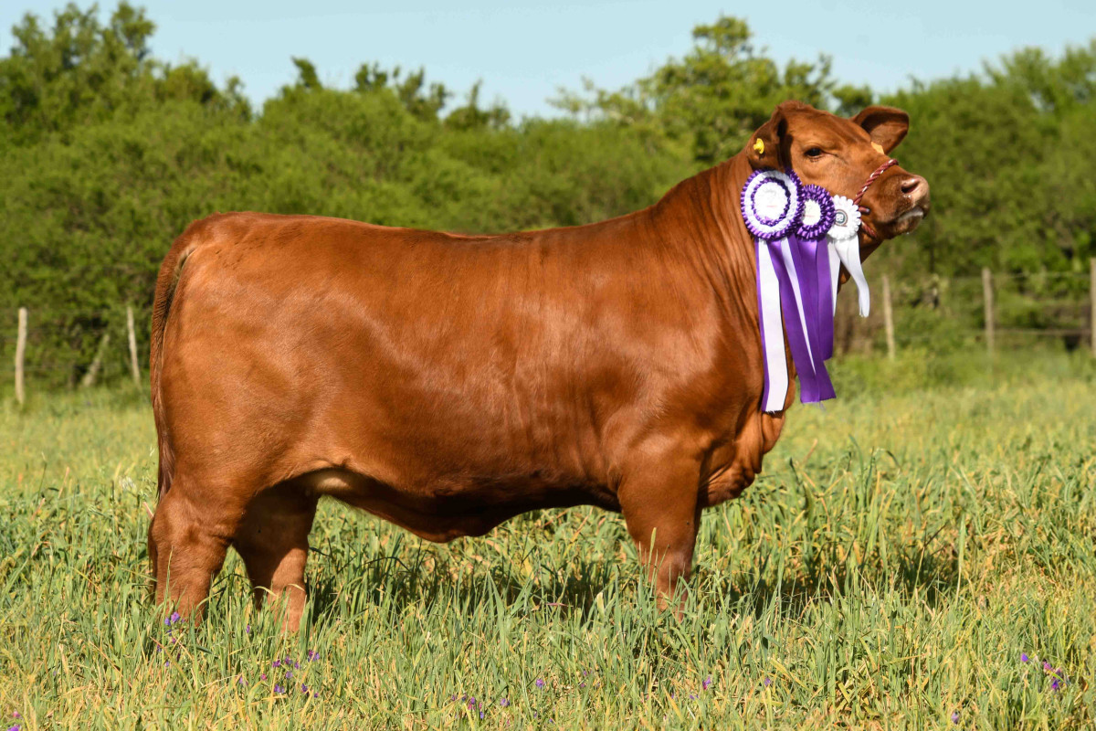 Imagen galería LUQUENSE 076 DAMA T/E #3