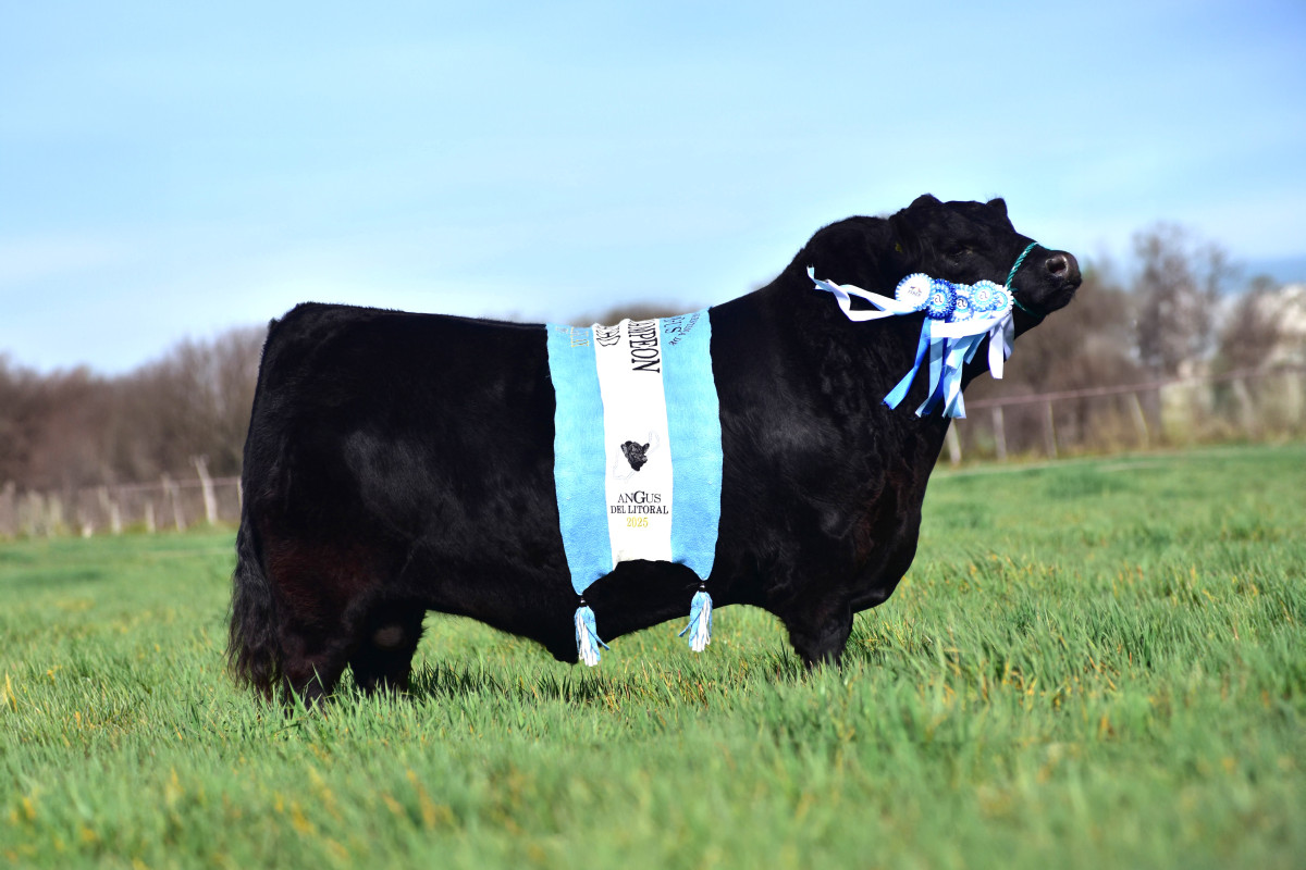 Imagen galería LUQUENSE 1468 SORPRESA T/E #5