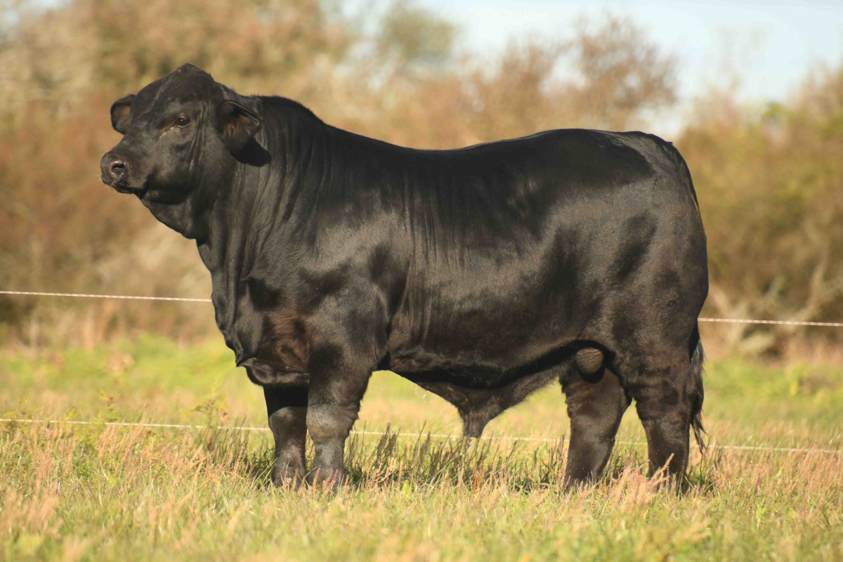 Imagen galería LUQUENSE 713 SAMURAI T/E #3