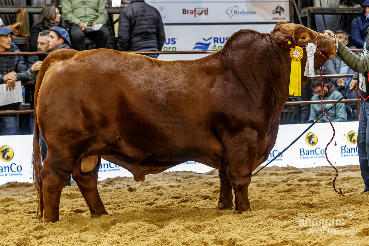 Imagen galería LUQUENSE 651 FORJADOR T/E #1