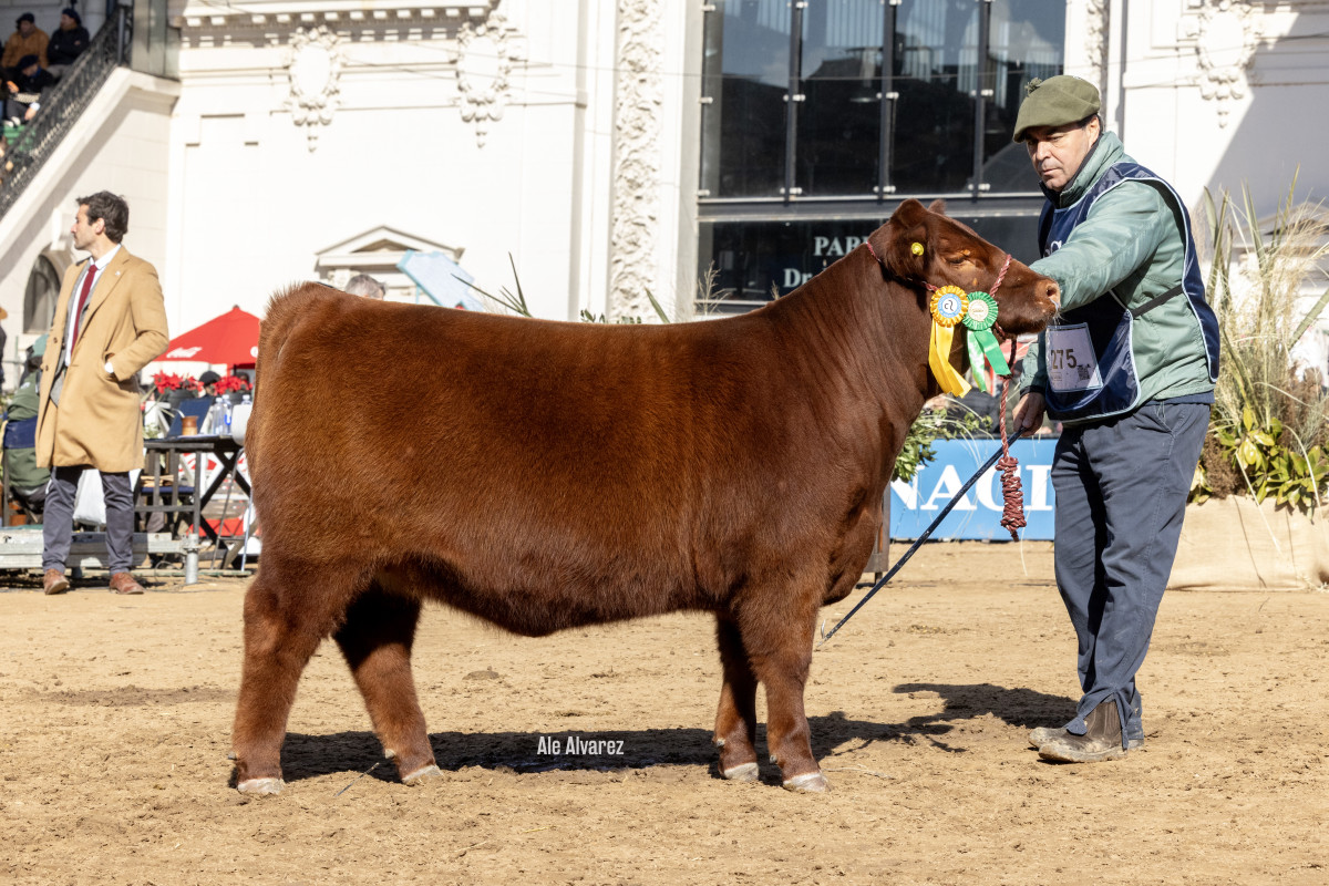 Imagen galería LUQUENSE 2204 GUANA T/E #3