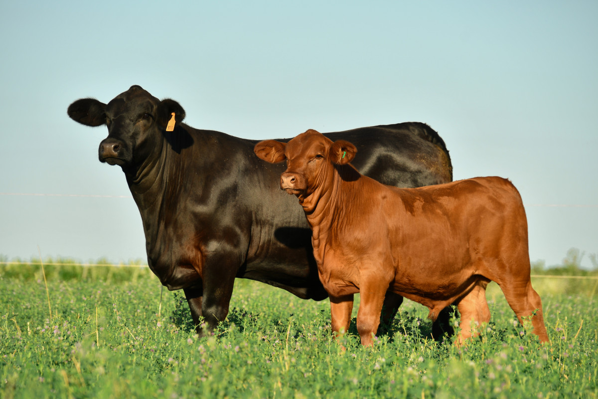 Imagen galería LUQUENSE 713 SAMURAI T/E #4