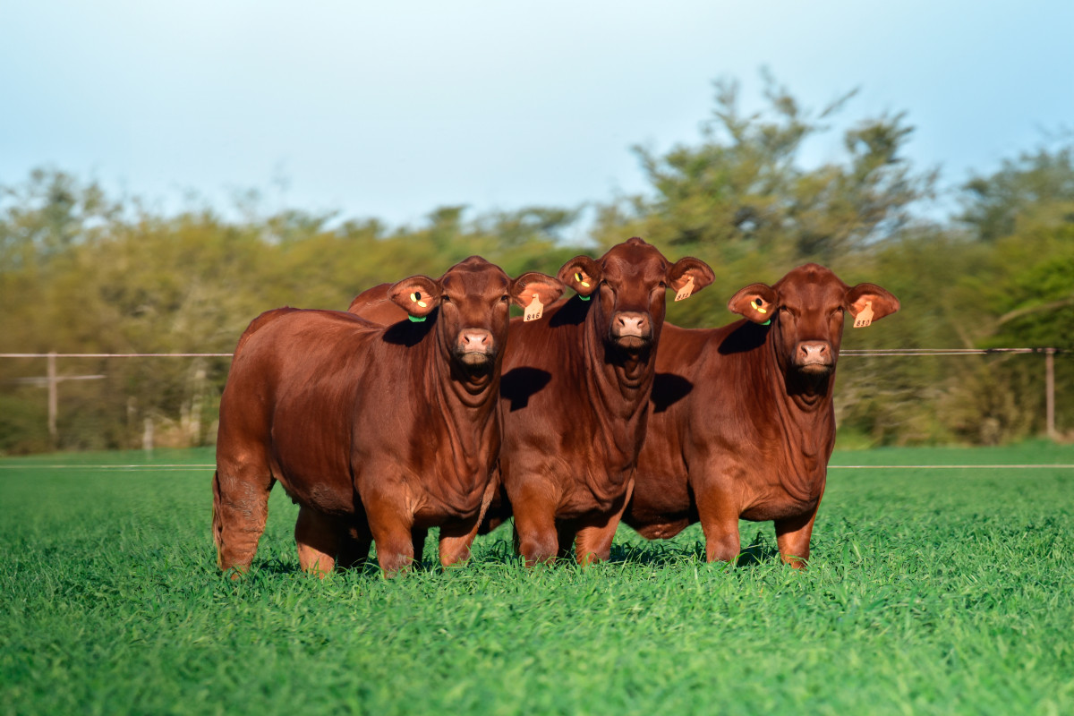 Imagen galería LUQUENSE 467 “MUNDIAL” #5