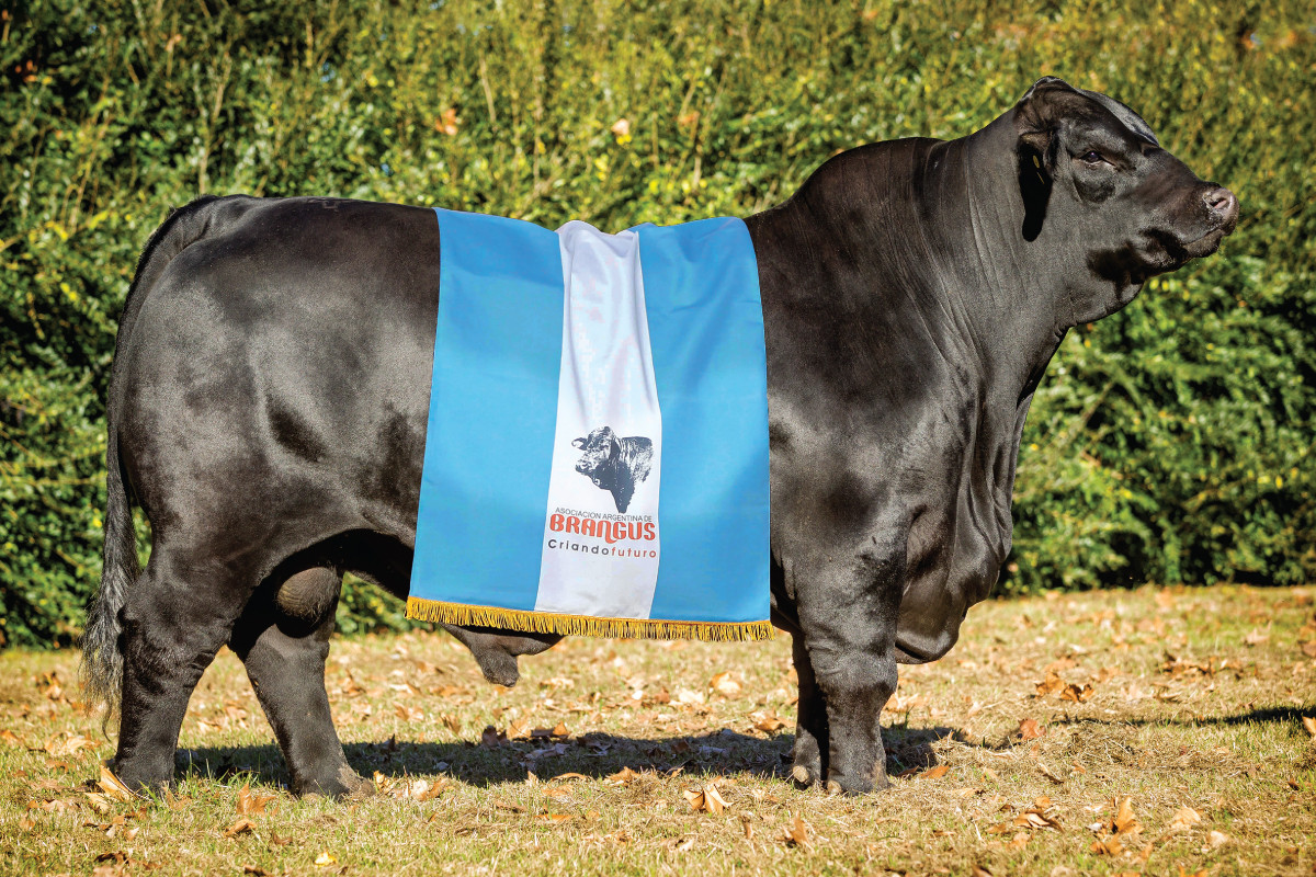 Imagen galería LUQUENSE 713 SAMURAI T/E #6