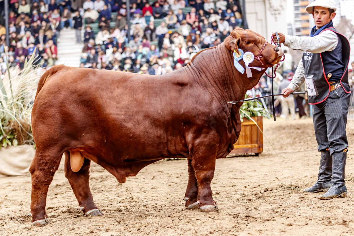 Imagen galería LUQUENSE 226 PEPPER T/E #1