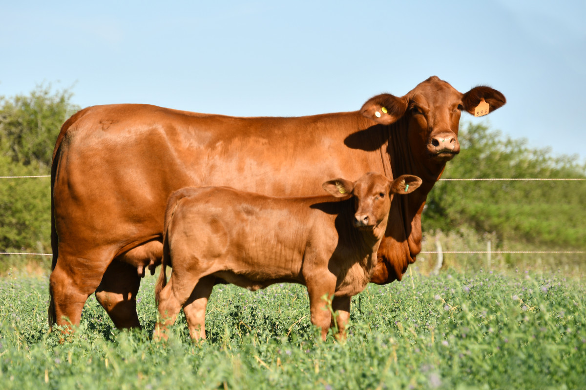 Imagen galería LUQUENSE 830 GAMMA FIV #4