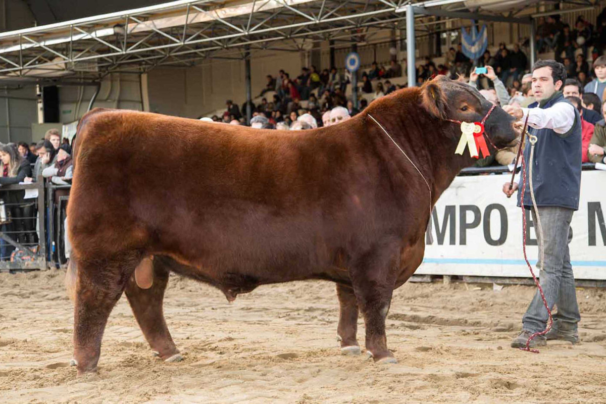 Imagen galería LUQUENSE 3229 SABANDIJA FIV #2