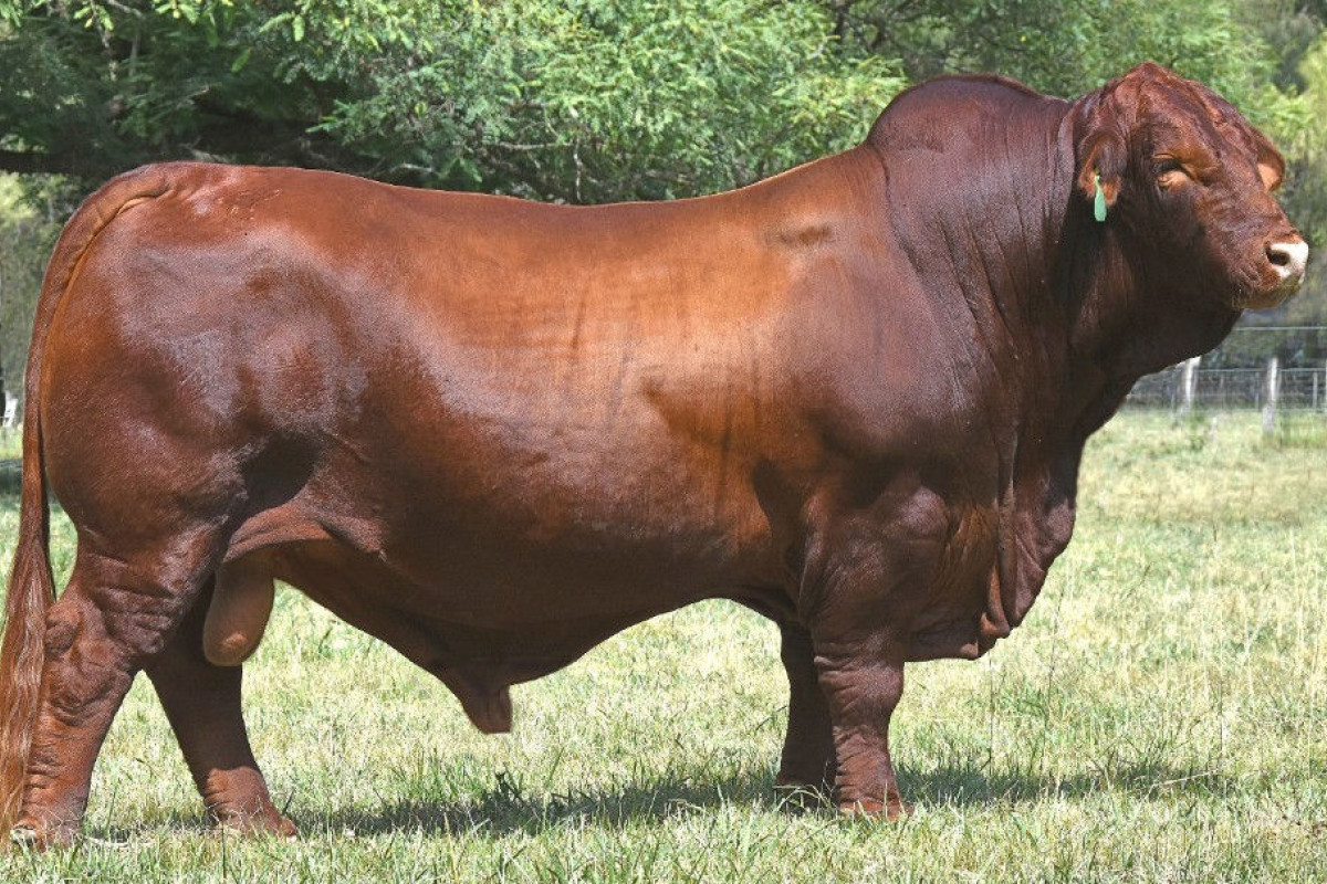 Imagen galería LUQUENSE 396 CANELA T/E #1