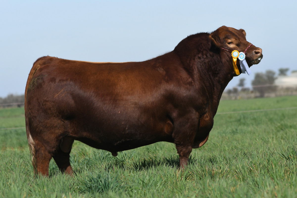 Imagen galería LUQUENSE 1886 PITUCA #6