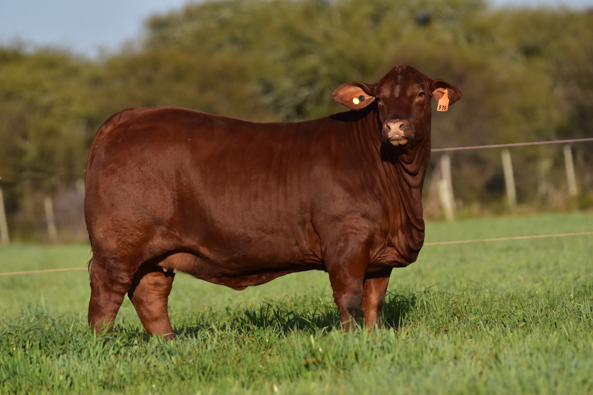 Imagen galería LUQUENSE 830 GAMMA FIV #2