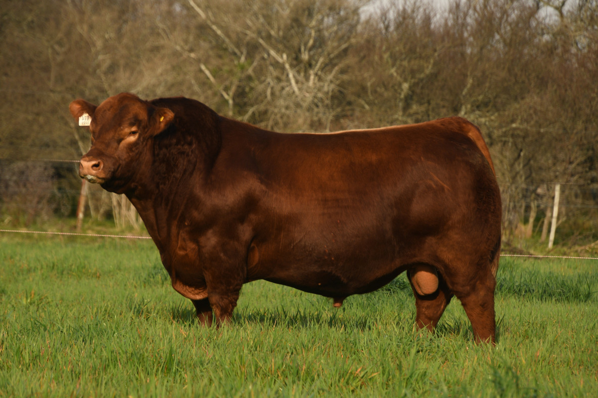 Imagen galería LUQUENSE 3229 SABANDIJA FIV #3