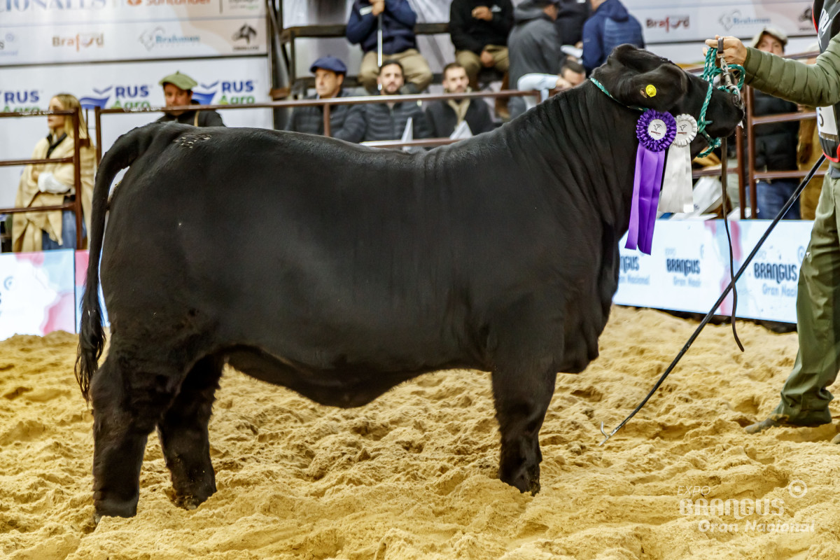 Imagen galería LUQUENSE 910 KATANA #1