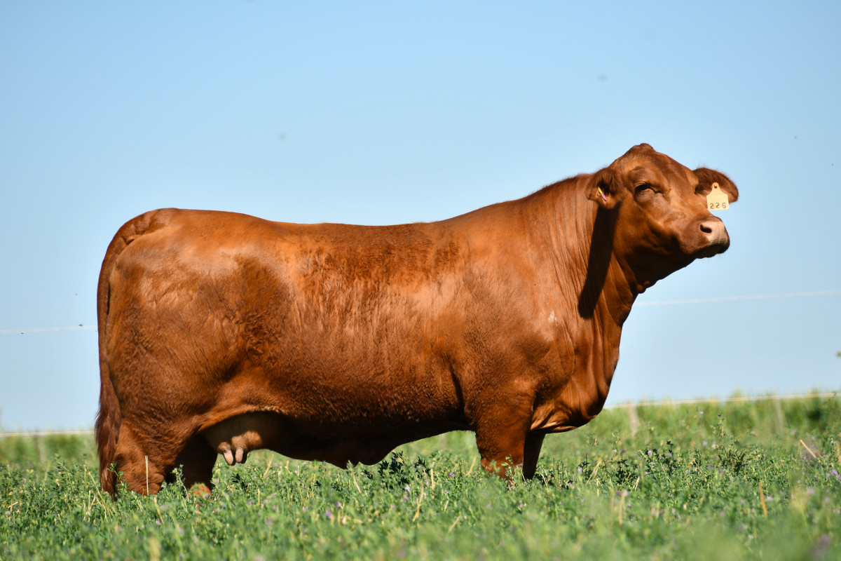 Imagen galería LUQUENSE 036 REINA T/E #7