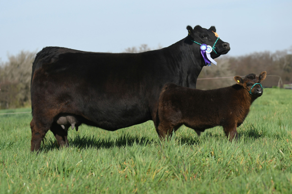 Imagen galería LUQUENSE 1344 PENELOPE T/E #3