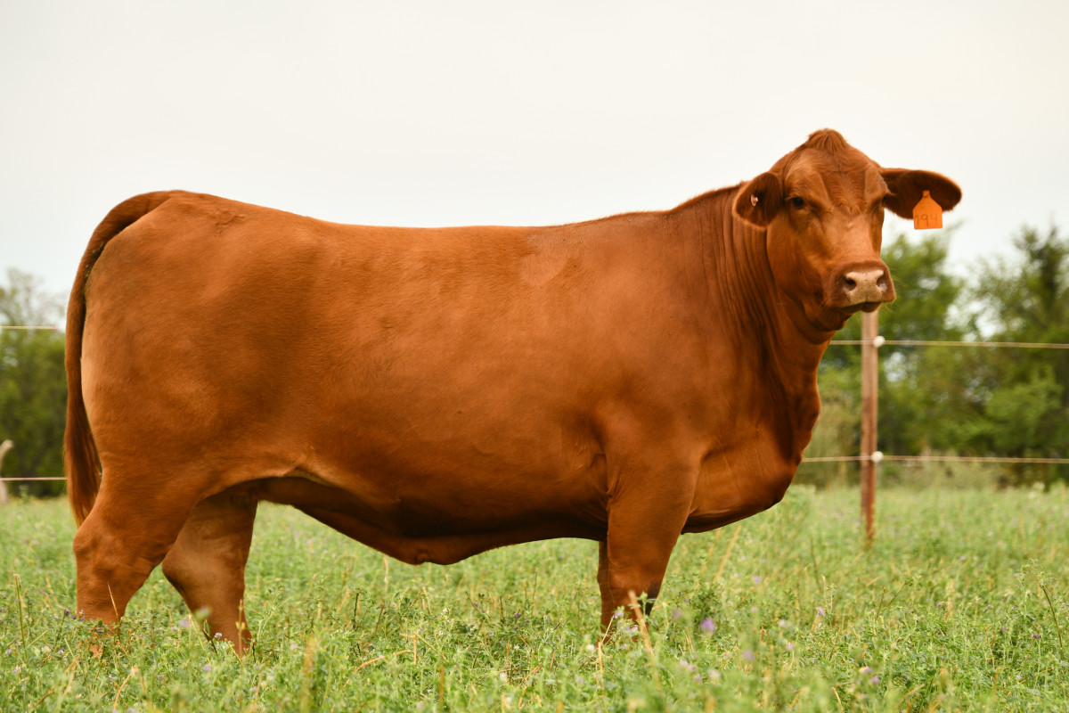 Imagen galería LUQUENSE 541 GALAN T/E #1