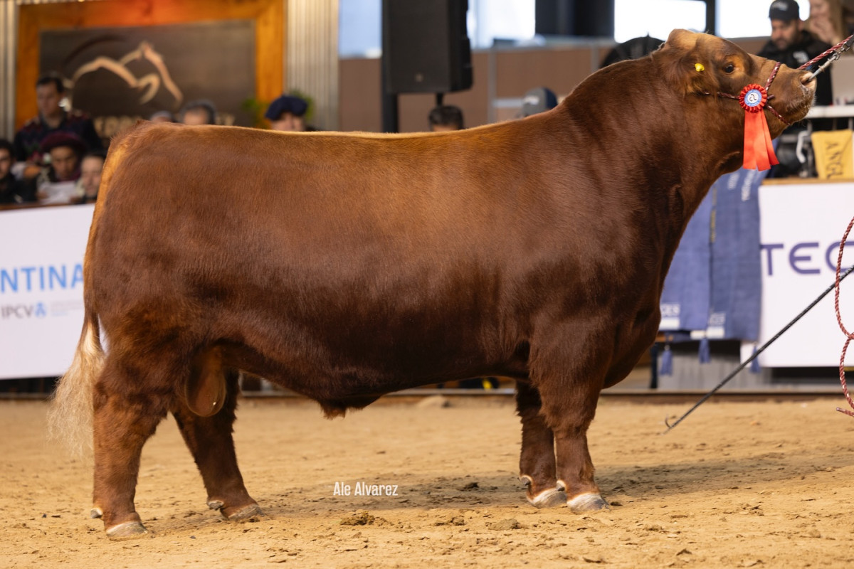 Imagen galería LUQUENSE 3427 RUFO T/E #1