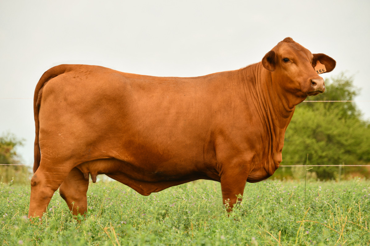 Imagen galería LUQUENSE 709 ORIENTAL T/E #3