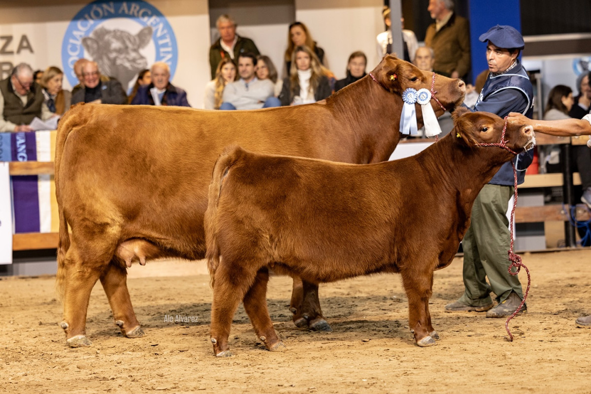 Imagen galería LUQUENSE 3562 PRINCESA 2792 #3