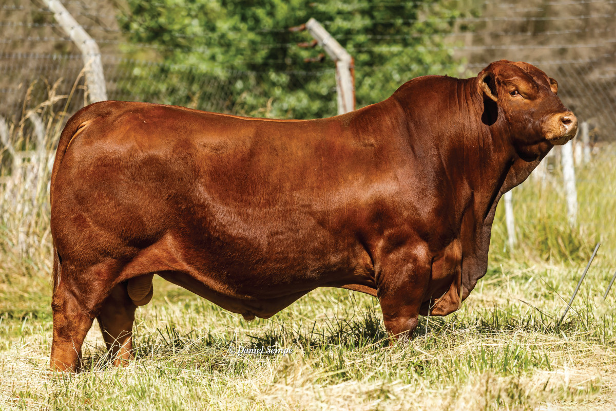 Imagen galería LUQUENSE 541 GALAN T/E #3